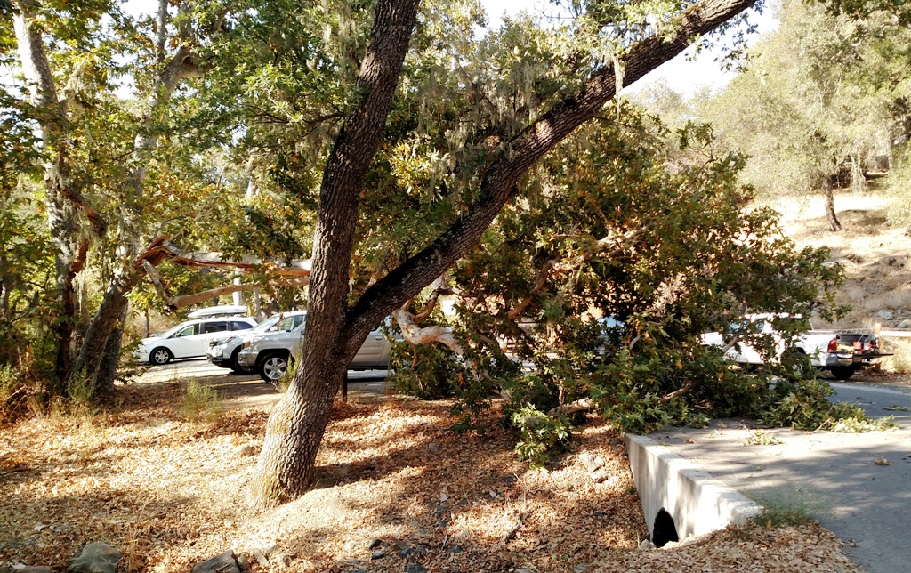 Fallen tree before cleanup.